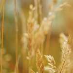 Правильний догляд за волоссям